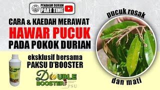 Cara Merawat Hawar Pucuk Durian