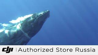DJI Истории | Использование дронов для спасения горбатых китов
