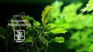 Complete Step by Step Guide to Aquascaping