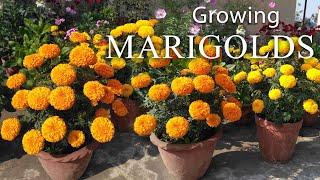 Marigold Flower / How To Grow Marigolds Easily