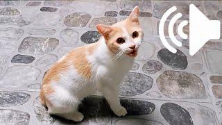 FEMALE CAT IN HEAT MEOWING MATE CALLING  - PRANK YOUR PET