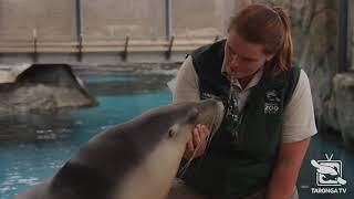 Pregnant Sea-lion Nala has an Ultrasound at Taronga Zoo Sydney