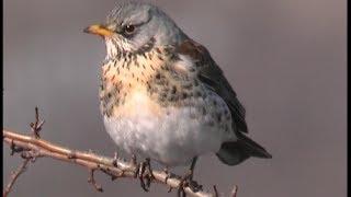 Grive litorne - Fieldfare - Wacholderdrossel ( Turdus pilaris )