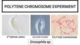 Polytene chromosome experiment