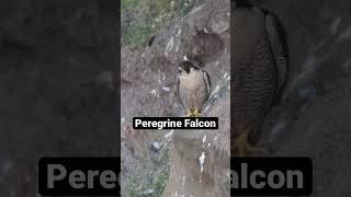 Peregrines Of Yorkshire #falcon #fast #birdsofprey #nature #wildlife #awesome #amazing #supersonic