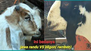 perbedaan kambing bligon dan jawa randu - simple saja