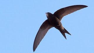 Call of Common Swift Birds