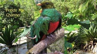 Resplendent Quetzal Bird Sound