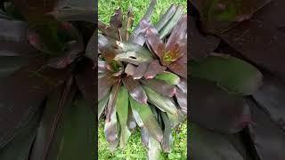 Bromelia black#shorts