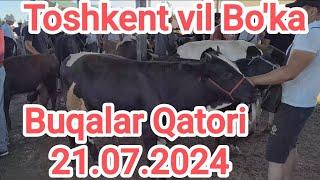 Toshkent vil Bo'ka tumani mol bozori Buqalar Qatori 21.07.2024 sigirlar egasi ️999862379