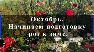 Октябрь. Начинаем подготовку роз к зиме.. Питомник растений Е. Иващенко