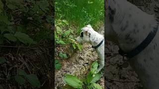 SNAKE vs DOG #jackrussellterrier #snake #snakevideo #snakes#funnydog #dog #dogs #jackrussell #attack