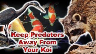 Keep Racoons Herons Away From your Koi - Other Predators Too!