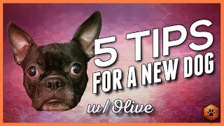 5 Big Tips When Bringing Home a New Dog