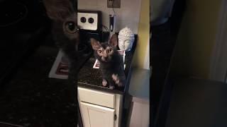 The Rare Unusual Werewolf Cat ( Lykoi Cat )