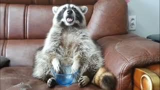 Raccoon Eats Cotton Candy. Suddenly, The Candy Disappear :)