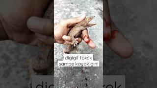 mengerikan digigit tokek  #shorts #ytshorts #tiktok #reels