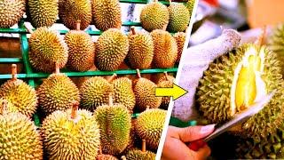 Cara Mudah Memilih Durian Yang Matang dan Daging Yang Tebal