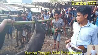 Adat Penguburan sumba Tengah Nusa Tenggara Timur