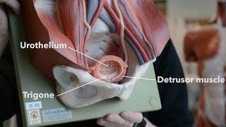 Bladder Anatomy