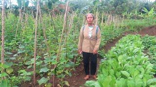 PANEN SAWI DI KEBUN DI JUAL KELILING LANGSUNG LUDES DALAM 5 MENIT