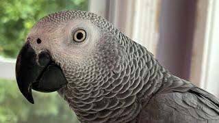 A few minutes with Symon the Crazy Talking African Grey ParrotNew camera angle today￼