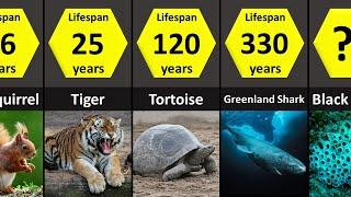 How Long Animals Live: Lifespans of Animals (Lowest to Highest)