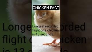 chicken fact #chicken #shorts #factoportal