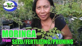 MORINGA - Growing Moringa from Seeds, Fertilizing & Pruning