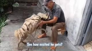 Cuban Man Has a Hyena Dog Mix as Pet and No one Knows How The Animal Got There.