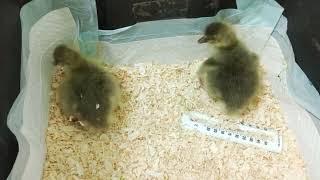 The Pilgrim Goose House - Alaska Edition - Mail order eggs hatched!