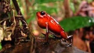 Strawberry poison dart frog (Dendrobates pumilio) calling in Costa Rica: Video