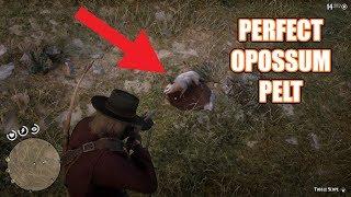 Red Dead Redemption 2 - Perfect Opossum Pelt Location