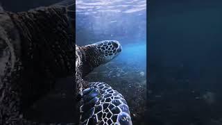 So relaxing amazing close-up swimming shot with a sea turtle #shorts #jonavancrail