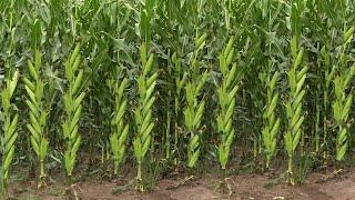 मक्का की खेती | makka ki kheti kaise karen | advance agriculture | corn farming in India