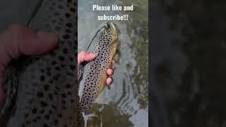 Big Western PA Brown Trout Release!