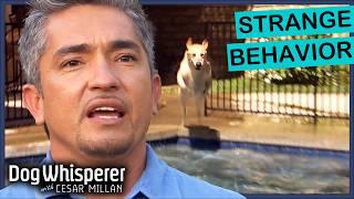 Ultimate Dog Whisperer Marathon | Best of Season 2