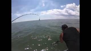 Quick COBIA Chum Trip