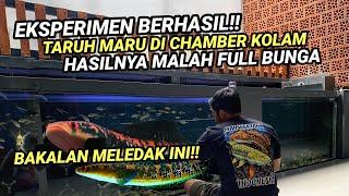 GAWAT‼️MARU TARUH CHAMBER KOLAM MALAH JADI FULL BUNGA