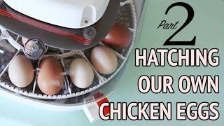 Hatching Chicken Eggs Part 2 | Nurture Right 360° Incubator | The Fulfilled Life