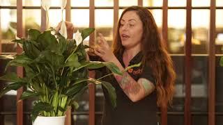 West Village Gardener - How to prune Peace Lilies