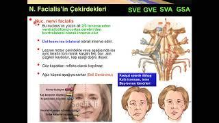 Kranial Sinirler VII-XII Yüksel AYDAR