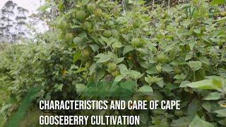 Characteristics and care of cape gooseberry cultivation