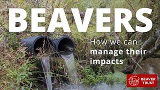 Beavers: Managing their impacts