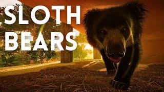 Making a HUGE Ethical Sloth Bear Habitat