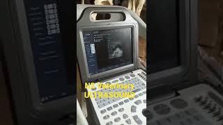 N2 Veterinary Ultrasound #Veterinary_ultrasound  #shorts