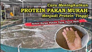 Cara Meningkatkan Protein Pakan Murah Menjadi Protein Tinggi