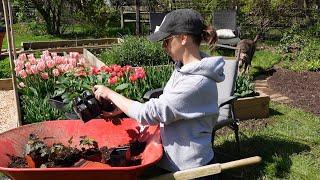 Planting Brodiaea Queen Fabiola, Potting Up Seed Dahlias, and More Gladiolus!!!