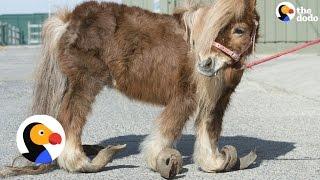 Pony Rescue: Horse with Overgrown Hooves Who Can Hardly Walk Saved | The Dodo