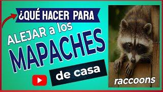 ¿Qué hacer para ALEJAR a los MAPACHES  de casa?  